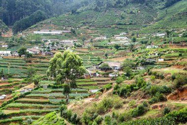 yeşil çay plantasyon Sri Lanka Nuwara Eliya yakınındaki