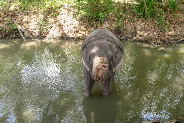 Elephant Sri Lanka Ejoys Bathing Mud River — Stock Photo, Image