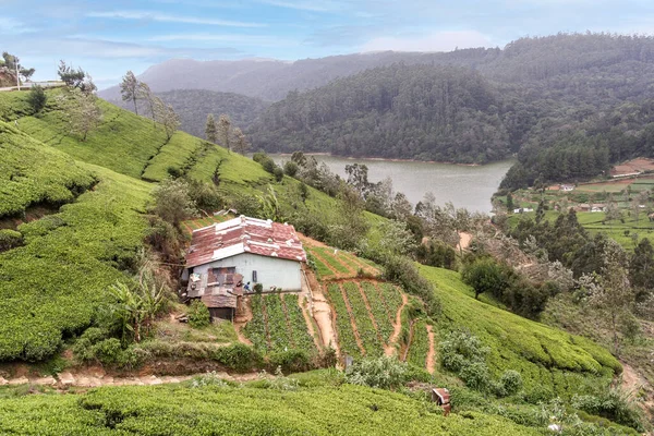 Vidéki Táj Teaültetvénnyel Teraszos Teamezőkkel Srí Lanka Hegyvidéken Nuwara Eliya — Stock Fotó