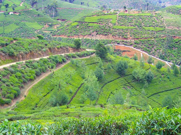 Yeşil Çay Plantasyon Sri Lanka Nuwara Eliya Yakınındaki — Stok fotoğraf