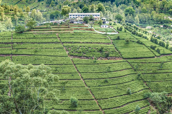 Zöld Teaültetvény Srí Lankán — Stock Fotó