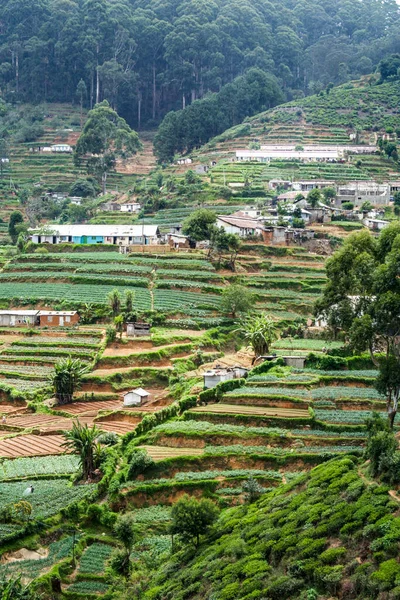 Zöld Tea Ültetvény Közelében Nuwara Eliya Srí Lanka — Stock Fotó