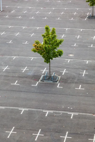 木と白い駐車場のマーカーで空の駐車場をマーク — ストック写真