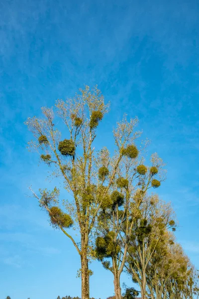 Деревянная Аллея Омелой Растений Короне Деревьев — стоковое фото