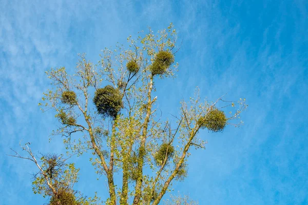 Gang Pohon Dengan Tanaman Mistletoe Mahkota Pohon — Stok Foto