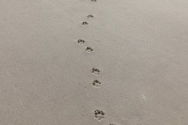 Sylt 'deki kumsalda bir köpeğin ayak izi.