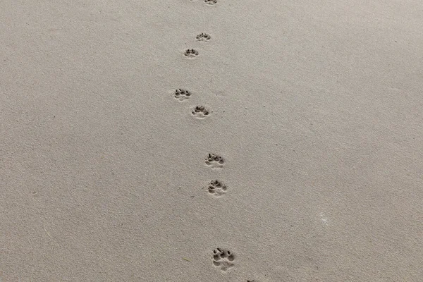 footprint of a dog at the sandy beach in Sylt