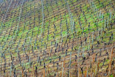 Bahar zamanı Almanya 'da büyüyen sarmaşıklarla Moselle üzüm bağları