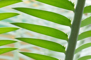 Yeşil palmiye izindeki yapının ayrıntıları