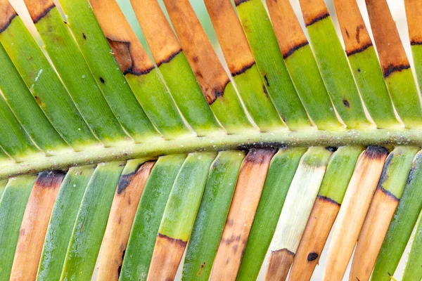 Detail Structure Green Palm Leaf — Stock Photo, Image