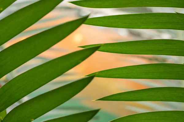 绿棕榈叶的结构细节 — 图库照片