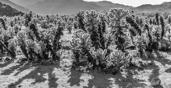 Beautiful Cholla Cactus Garden Joshua Treer National Park Afternoon Sun — Stock Photo, Image