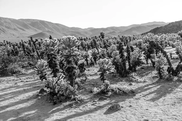 Piękny Ogród Kaktusów Park Narodowy Joshua Treer Popołudniowym Słońcu — Zdjęcie stockowe