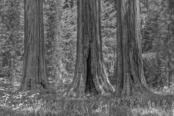 Berömda Stora Sequoia Träden Står Sequoia Nationalpark Jätte Village Området — Stockfoto