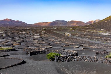 İspanya 'nın Lanzarote kentindeki La Geria üzüm bağının güzel volkanik manzarası