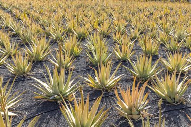 Aloe Vera bitkisi, İspanya, Lanzarote 'deki bir tarlada hasat için hazır.