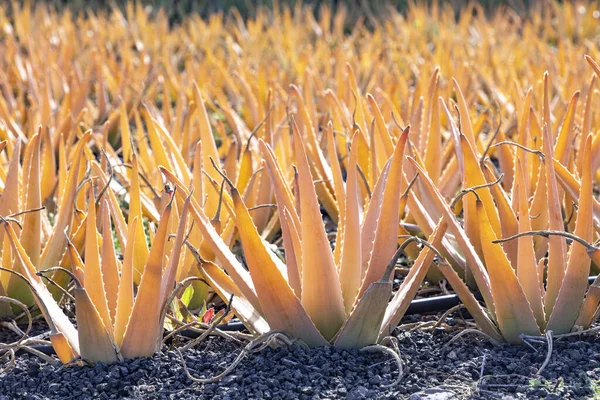 Aloe Vera Növény Készen Áll Betakarításra Egy Mezőn Lanzarote Spanyolország — Stock Fotó