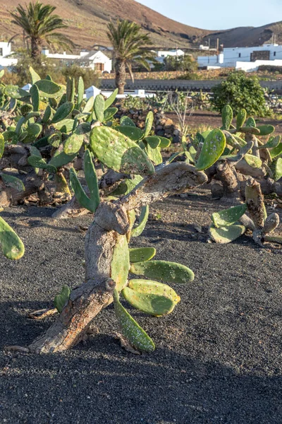 Detail Kaktusové Rostliny Košenilkou Listu — Stock fotografie
