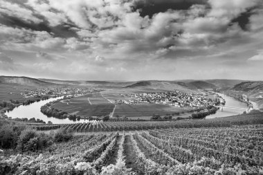 famous Moselle river Bend in Trittenheim, Germany