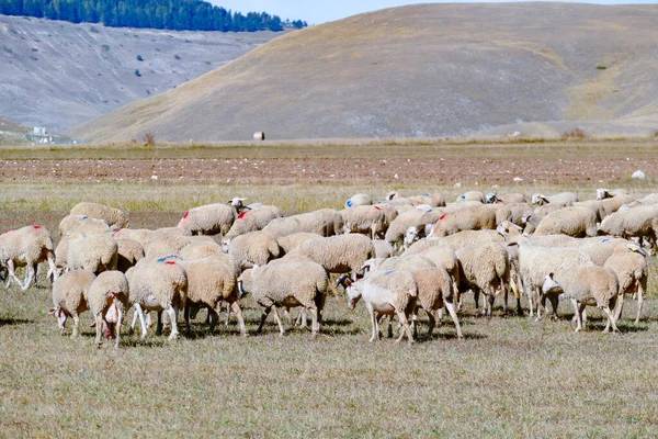 Sheeps Grazing Meadow Italian Alps Italy — Stok fotoğraf