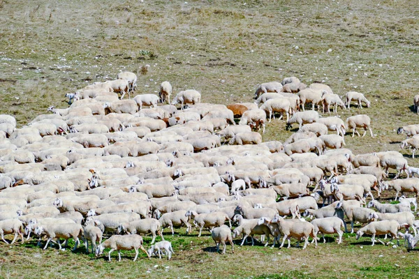 Sheeps Grazing Meadow Italian Alps Italy — Foto de Stock