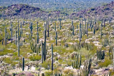 Tucson, Arizona, ABD yakınlarındaki kaktüslü çöl manzarası