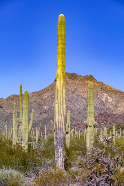 Пустельний Пейзаж Кактусами Поблизу Тусона Штат Арізона Сша — стокове фото