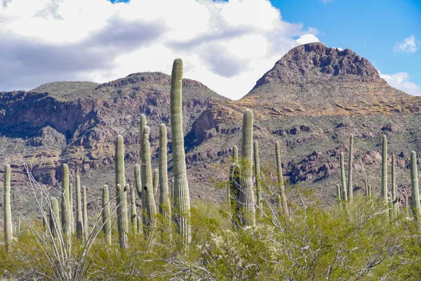 Paesaggio Desertico Con Cactus Vicino Tucson Arizona Usa — Foto Stock