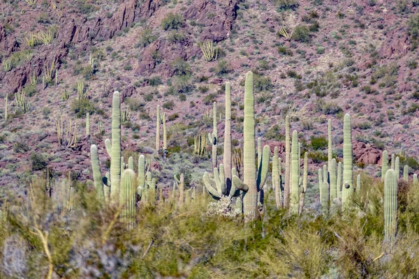 Wüstenlandschaft Mit Kakteen Bei Tucson Arizona Usa — Stockfoto