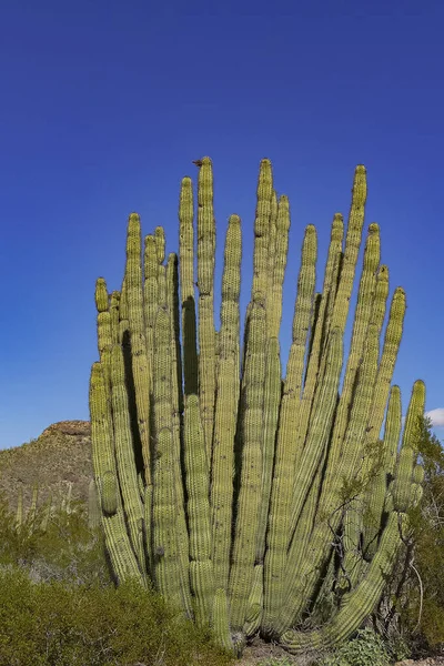 Paisaje Desértico Con Cactus Cerca Tucson Arizona —  Fotos de Stock