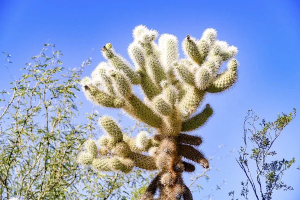 アメリカ合衆国アリゾナ州ツーソンの近くにサボテンがある砂漠の風景 — ストック写真