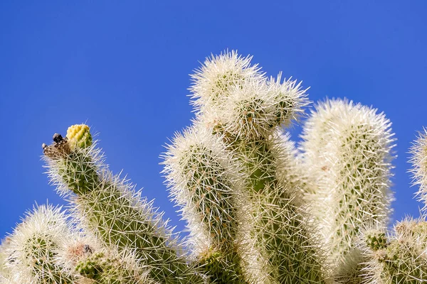 Paisagem Deserta Com Cactos Perto Tucson Arizona Eua — Fotografia de Stock