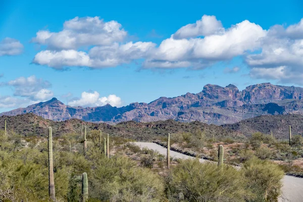 Woestijnlandschap Met Cactussen Bij Tucson Arizona Verenigde Staten — Stockfoto
