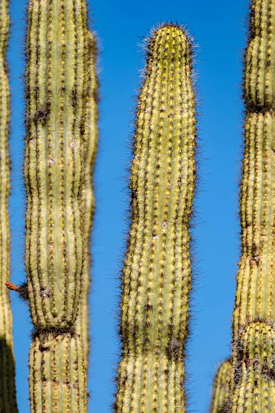 美国亚利桑那州图森附近有仙人掌的沙漠景观 — 图库照片