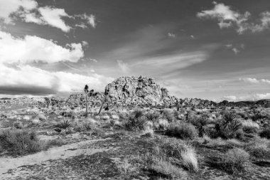 Joshua Tree Ulusal Parkı 'ndaki Joshua ağacı manzarası.
