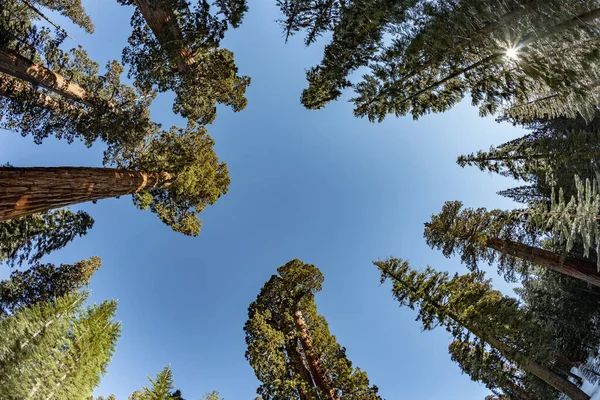 Krásné Staré Sekvoje Stromy Pod Modrou Oblohou — Stock fotografie