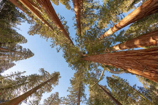 Mavi Gökyüzünün Altında Eski Güzel Sekoya Ağaçları — Stok fotoğraf