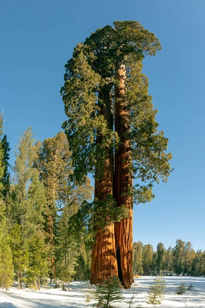 Mooie Oude Sequoia Bomen Onder Blauwe Hemel — Stockfoto