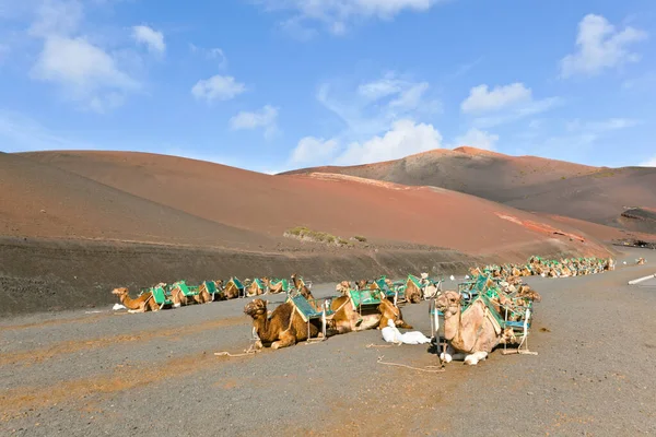 Wielbłądy Pobliżu Parku Narodowego Timanfaya Czeka Turystów Lanzarote Wyspy Kanaryjskie — Zdjęcie stockowe