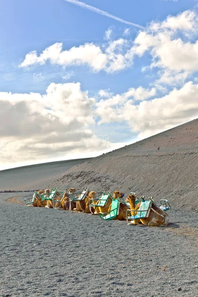 骆驼在帝曼法雅国家公园内 等候游客 兰萨罗特岛 加那利群岛 西班牙 — 图库照片