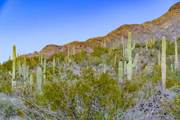 美国亚利桑那州图森附近有仙人掌的沙漠景观 — 图库照片