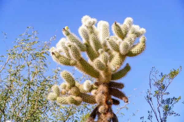Sivatagi Táj Kaktuszokkal Tucson Közelében Arizona Usa — Stock Fotó