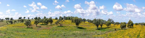 葡萄牙阿尔加维海岸的奥里克附近的风景 有橄榄树 五彩斑斓的田野和软木塞树 — 图库照片