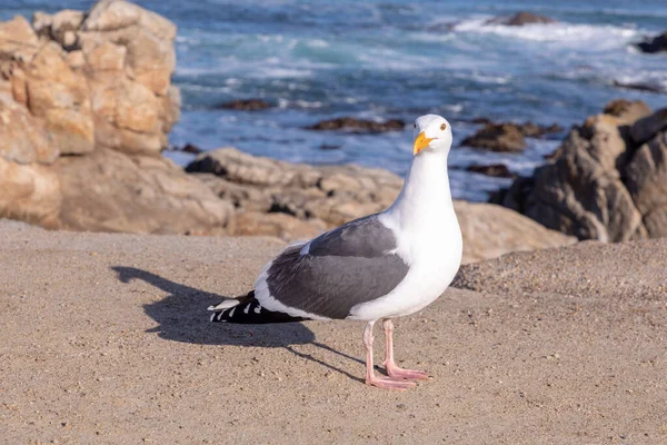 California Seagull Enjoys Sun Pacific Coast California Usa — Stock Photo, Image