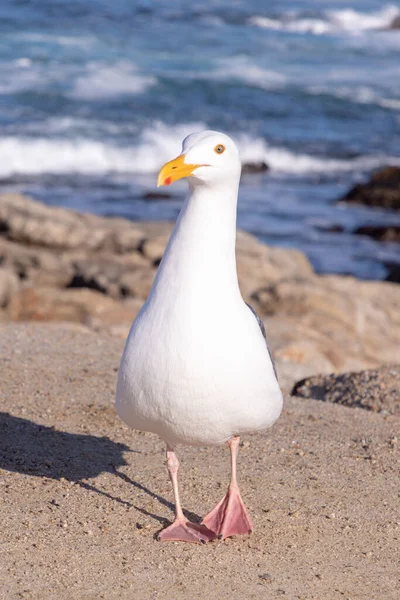 美国加利福尼亚 太平洋海岸 海鸥享受阳光 — 图库照片