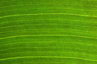 Yeşil bir hurma dalına benzer gölgeler,