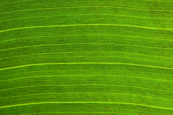 Sombra Estrutura Uma Licença Palma Verde — Fotografia de Stock