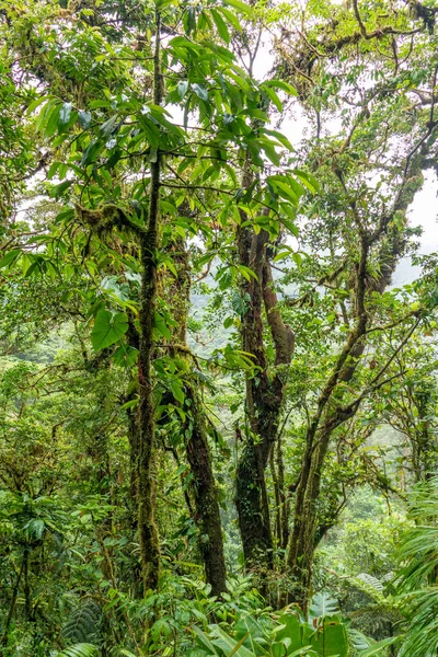Verde Fitta Foresta Pluviale Costa Rica — Foto Stock
