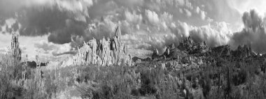 Joshua Tree Ulusal Parkı 'ndaki Joshua ağacı manzarası.