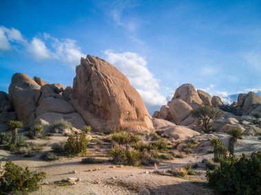 Joshua Tree Ulusal Parkı 'ndaki Joshua ağacı manzarası.
